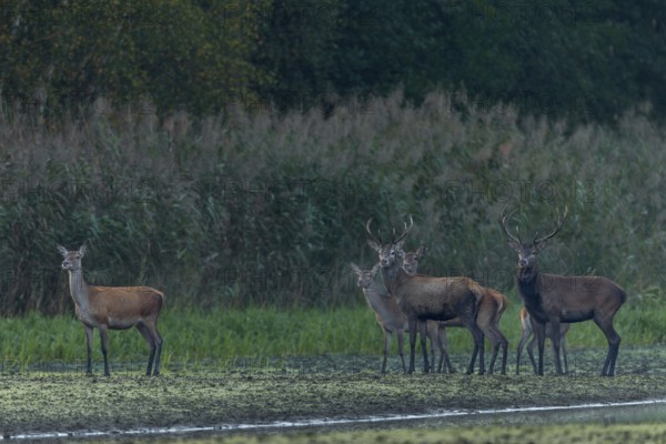 For a brief moment, the small herd of red deer (Cervus elaphus) pauses and secures, rutting season, Germany
