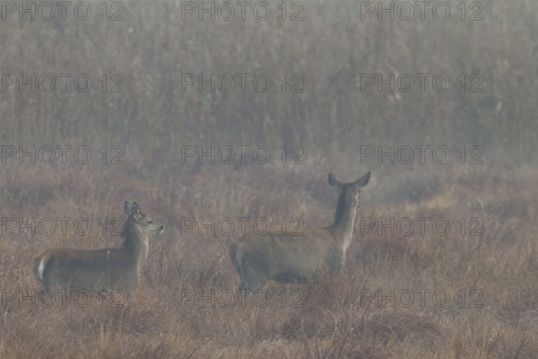 A red deer (Cervus elaphus) with calf walks attentively across a marshy meadow, morning mist, Germany