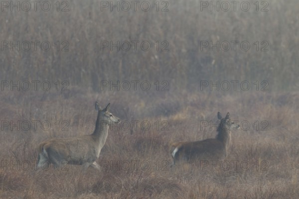 A red deer (Cervus elaphus) with calf walks attentively across a marshy meadow, interestingly the young animal runs ahead, morning mist, Germany