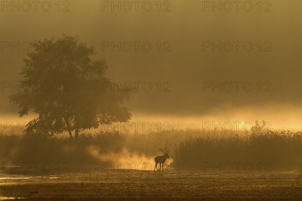 A red deer (Cervus elaphus) moves into the reed belt while another stands on a hill in the morning mist, foggy landscape, morning mist, morning sun, rutting season, Germany