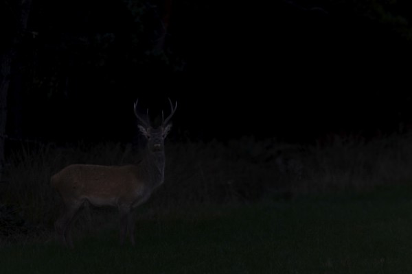 A red deer (Cervus elaphus) moves to a forest meadow in almost complete darkness, night, night shot, rutting season, Denmark