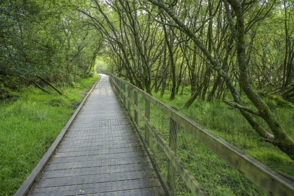 Trail through forest to Lower Lake, Glendalough, Wicklow Mountains National Park, Brockagh, County Wicklow, Ireland