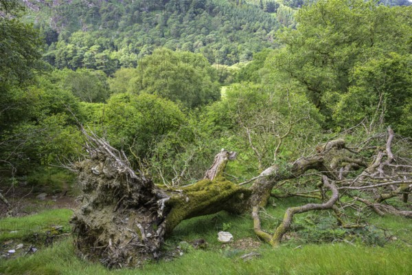 Tree fallen by storm, Wicklow Mountains National Park, Glendalough, Brockagh, County Wicklow, Ireland