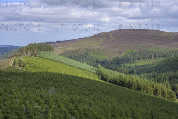 Monocultures of conifers, Wicklow Mountains National Park, Glendalough, Brockagh, County Wicklow, Ireland