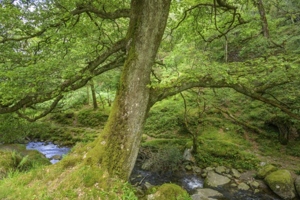 Forest near Poulanass Waterfall, Wicklow Mountains National Park, Glendalough, Brockagh, County Wicklow, Ireland