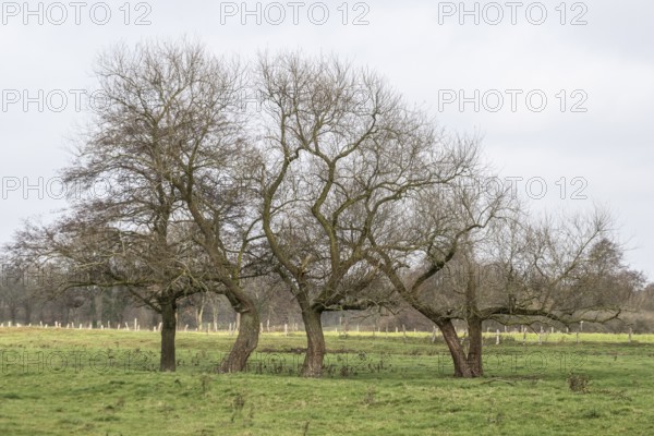 Willows (Salix) on a pasture, Emsland, Lower Saxony, Germany