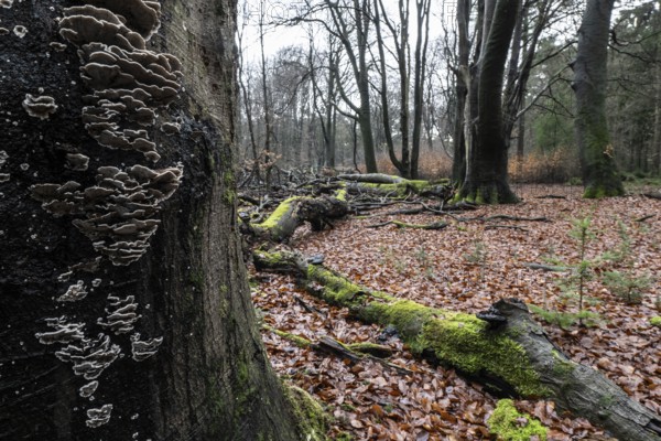 Butterfly Trametes (Trametes versicolor) on an old copper beech (Fagus sylvatica), Emsland, Lower Saxony, Germany
