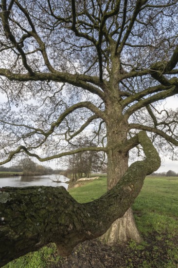 Schwarzerle an der Ems, Emsland, Lower Saxony, Germany