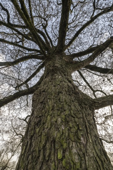 Schwarzerle, Emsland, Lower Saxony, Germany