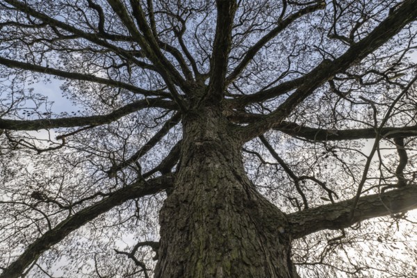 Schwarzerle, Emsland, Lower Saxony, Germany
