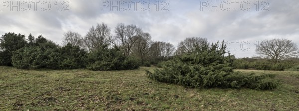 Juniper (Juniperus communis) and English oak (Quercus robur), Meppener Weide, Emsland, Lower Saxony, Germany