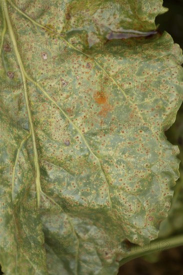 Sugar beet (Beta vulgaris) leaf with Rust (Uromyces betae) fungal plant pathogen disease, England, United Kingdom