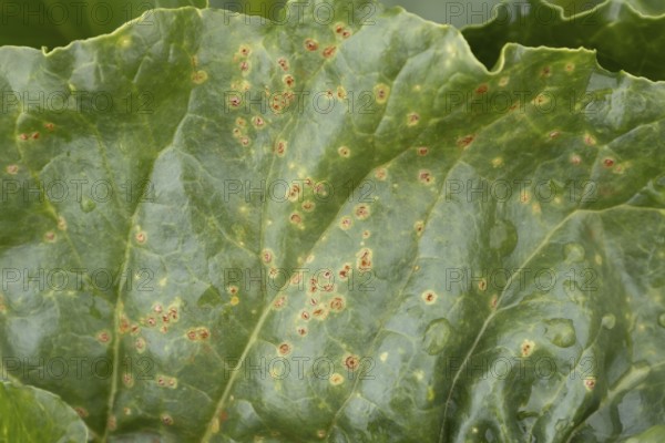 Sugar beet (Beta vulgaris) leaf with Rust (Uromyces betae) fungal plant pathogen disease, England, United Kingdom