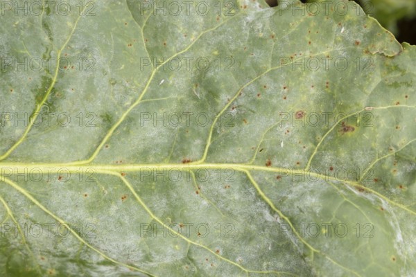 Sugar beet (Beta vulgaris) leaf with Rust (Uromyces betae) and Powdery mildew (fungal plant pathogen disease, England, United Kingdom