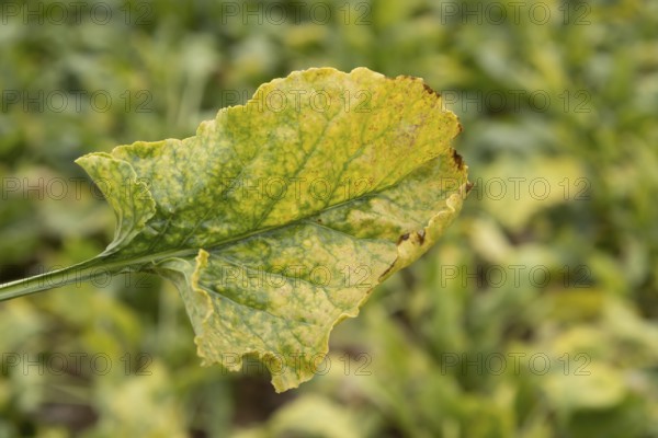 Sugar beet (Beta vulgaris) crop plant leaf in a farm field infected with virus yellows plant pathogen, England, United Kingdom
