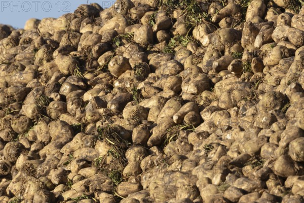 Sugar beet (Beta vulgaris) crop plant roots in a clamp or pile after harvest, England, United Kingdom