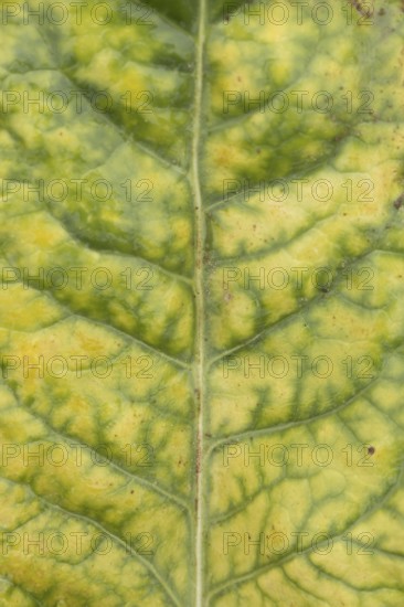Sugar beet (Beta vulgaris) crop plant leaf in a farm field infected with virus yellows plant pathogen, England, United Kingdom