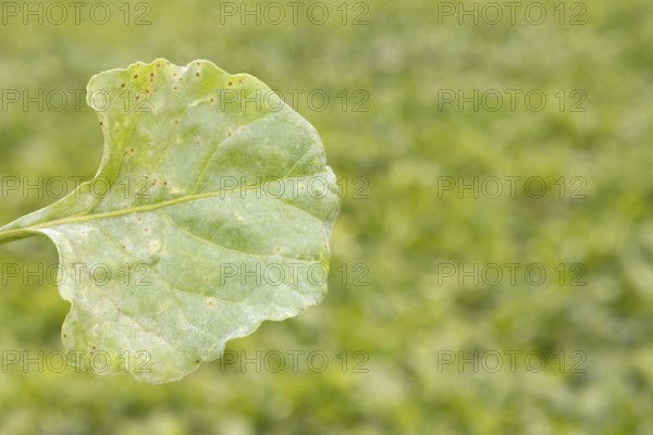 Sugar beet (Beta vulgaris) leaf with Rust (Uromyces betae) and Powdery mildew (Erysiphe betae) fungal plant pathogen disease, England, United Kingdom