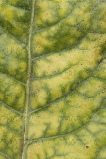 Sugar beet (Beta vulgaris) crop plants in a farm field infected with virus yellows plant pathogen, England, United Kingdom