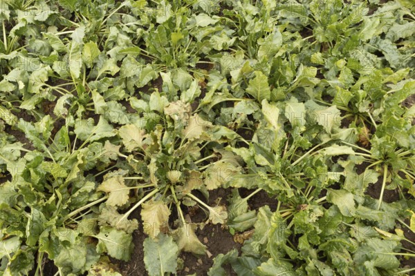 Sugar beet (Beta vulgaris) crop plants in a farm field with one plant with Rust (Uromyces betae) fungal plant pathogen disease, England, United Kingdom