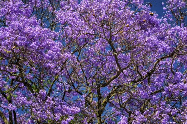 Vibrant Jacaranda Tree in Full Bloom with Purple Flowers Against a Deep Blue Sky