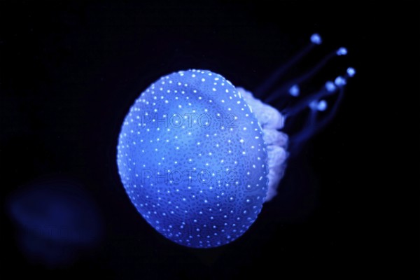 Bioluminescent Jellyfish Phyllorhiza punctata white-spotted jellyfish aka floating bell, Australian spotted jellyfish luminescent underwater