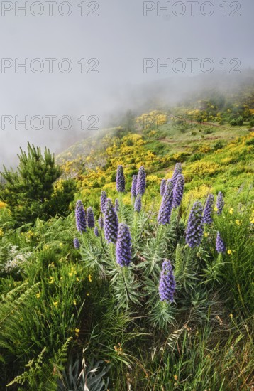 Madeira landscape with Pride of Madeira flowers and blooming Cytisus shrubs and mountains in clouds. Miradouros do Paredao, Madeira island, Portugal