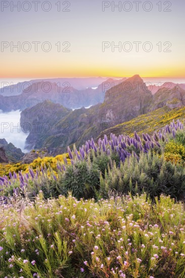 View from Pico do Arieiro of mountains over clouds with Pride of Madeira flowers and blooming Cytisus shrubs after sunset. Madeira island, Portugal