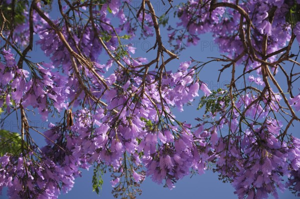 Vibrant jacaranda tree displays stunning purple blooms under a clear blue sky in Lisbon, capturing the essence of springtime in the city