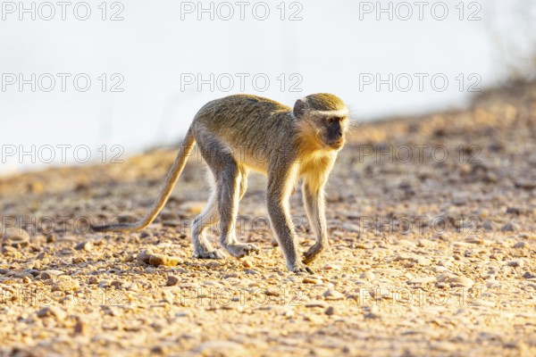 Vervet Monkey (Cercopithecus aethiops) South Luangwa NP Zambia August