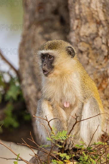 Vervet Monkey (Cercopithecus aethiops) eating some fruit South Luangwa NP Zambia August