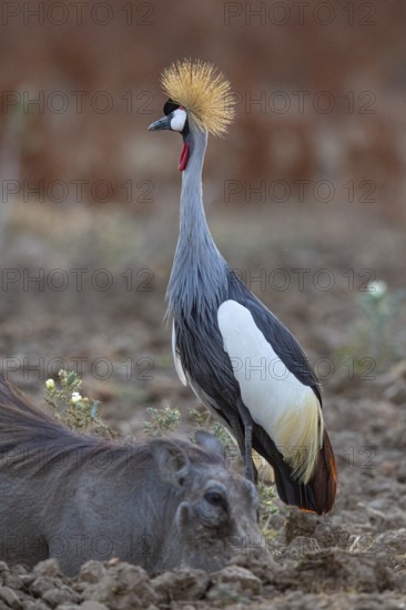 Crowned Crane (Balearica regulorum) and Worthog searching food South Luangwa NP Zambia August