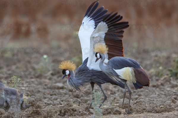 Crowned Crane (Balearica regulorum) and Worthog searching food South Luangwa NP Zambia August