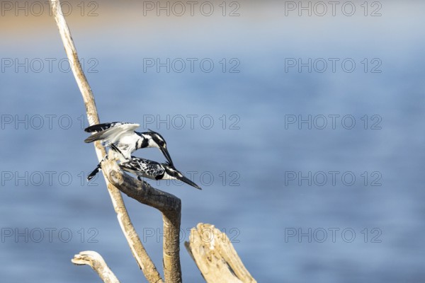 Pied Kingfisher (Ceryle rudis) mating Zambia August