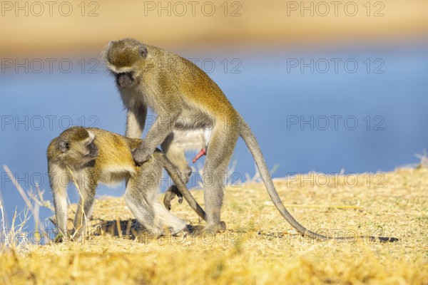 Vervet Monkey (Cercopithecus aethiops) mating South Luangwa NP Zambia August
