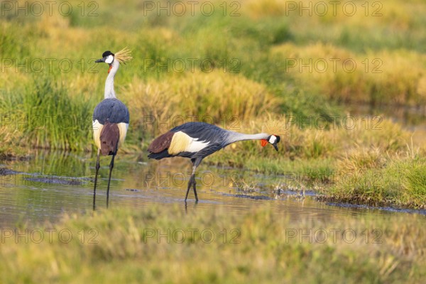 Crowned Crane (Balearica regulorum) courtship behavier South Luangwa NP Zambia August