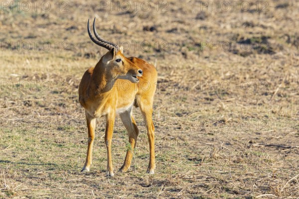 Puku (Kobus vardoni) male Zambia August