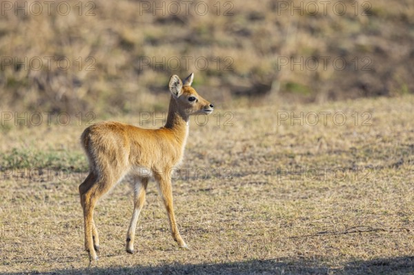 Puku (Kobus vardoni) fawn Zambia August