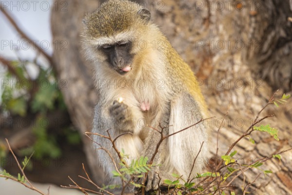 Vervet Monkey (Cercopithecus aethiops) eating some fruit South Luangwa NP Zambia August
