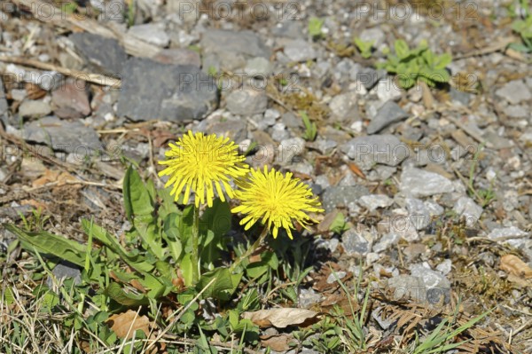 Dandelion (Taraxacum), yellow flowers at the edge of a field path, spring, Wilnsdorf, North Rhine-Westphalia, Germany