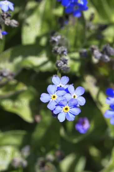 Marsh forget-me-not (Myosotis palustris), true forget-me-not in bloom in spring, close-up, Wilnsdorf, North Rhine-Westphalia, Germany