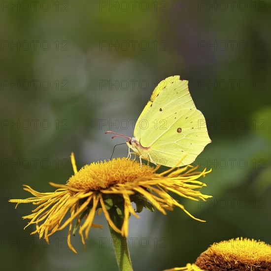 Lemon butterfly (Gonepteryx rhamny) on a yellow flower of a Great Telekie (Telekia speciosa), Wildlife, Insects, Butterflies, Butterflies, Wilnsdorf, North Rhine-Westphalia, Germany