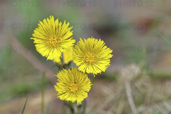 Coltsfoot (Tussilago farfara), close-up of a group of flowers by the wayside, spring, Wilnsdorf, North Rhine-Westphalia, Germany
