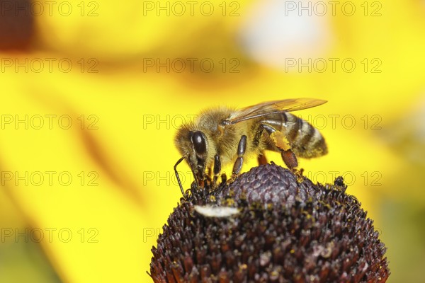 European honey bee (Apis mellifera), collecting nectar from a flower of the yellow coneflower (Echinacea paradoxa), with pollen panties and covered with pollen on the body, macro photograph, Wilnsdorf, North Rhine-Westphalia, Germany