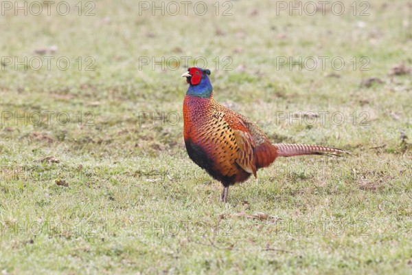 Pheasant, hunting pheasant (Phasianus colchicus), adult male bird in a meadow, wildlife, Lembruch, Ochsen Moor, DÃ¼mmer nature park Park, Lower Saxony, Germany