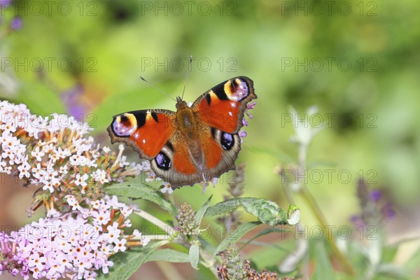 Peacock butterfly (Inachis io) sucking nectar on butterfly bush (Buddleja davidii), in a natural environment in the wild, close-up, wildlife, insects, butterflies, butterflies, Wilnsdorf, North Rhine-Westphalia, Germany