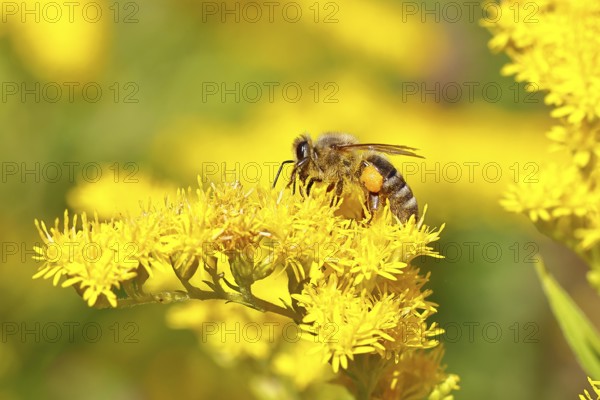 European honeybee (Apis mellifera), with pollen pellets, collecting nectar from a goldenrod (Solidago) flower, Wilden, North Rhine-Westphalia, Germany