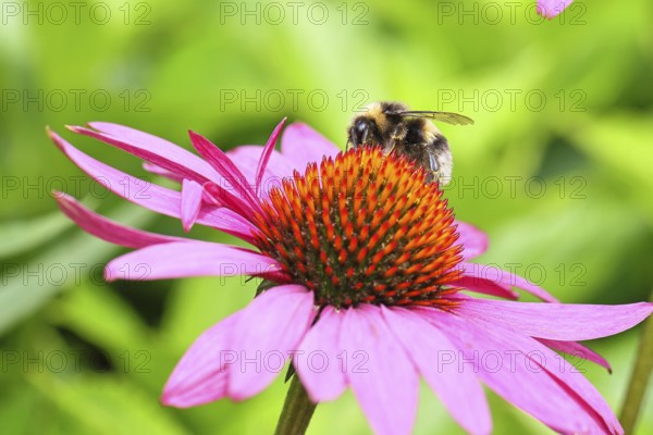 Earth bumblebee (Bombus terrestris), collecting pollen on a flower of the purple coneflower (Echinacea purpurea), Wilnsdorf, North Rhine-Westphalia, Germany