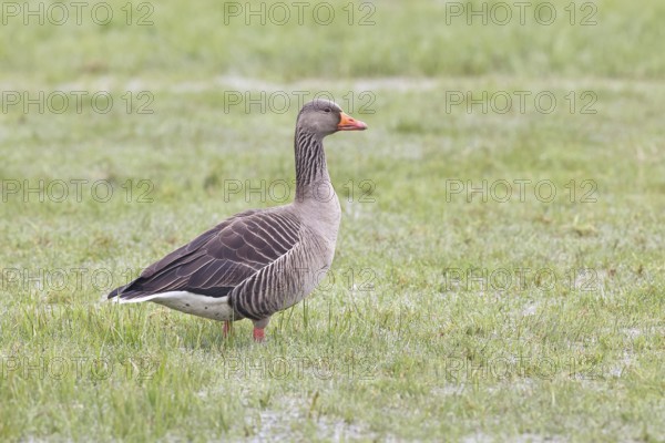 Grey goose (Anser anser) on a moor, DÃ¼mmer, Lake DÃ¼mmer, Ochsenmoor, HÃ¼de, Lower Saxony, Germany