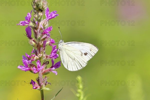 A Cabbage butterfly (Pieris brassicae) sucking nectar on the flower of the purple loosestrife (Lythrum salicaria), in a natural environment in the wild, nice bokeh in the background, Wildlife, Insects, Butterflies, Butterflies, Wilnsdorf, North Rhine-Westphalia, Germany